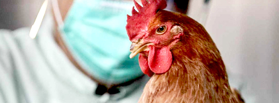 Первый случай гибели человека от вируса птичьего гриппа H5N2. В случае необходимости Казахстан готов создать вакцину
