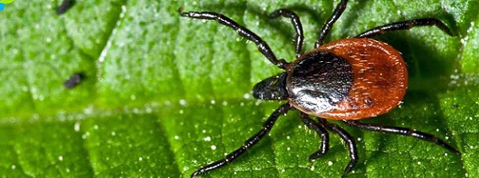 1200 алматинцев пострадали от укусов клещей